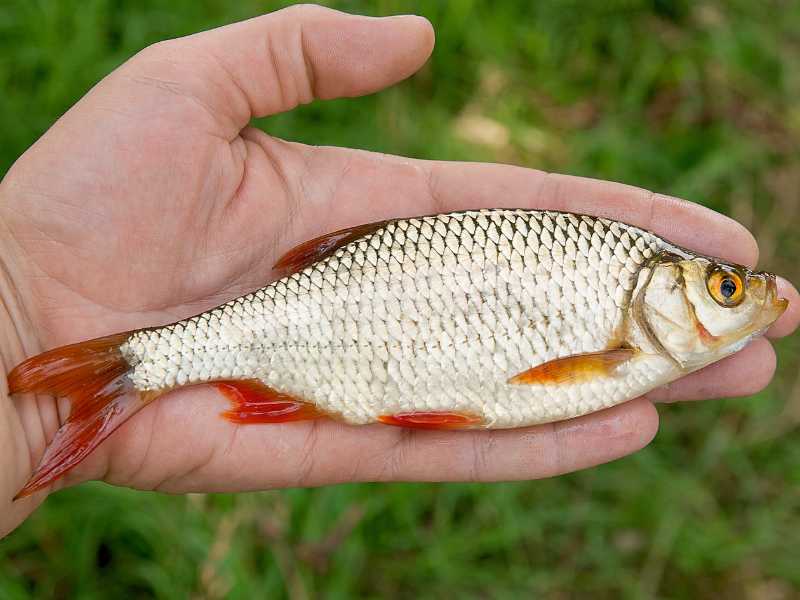 En fin sarv (fisk)